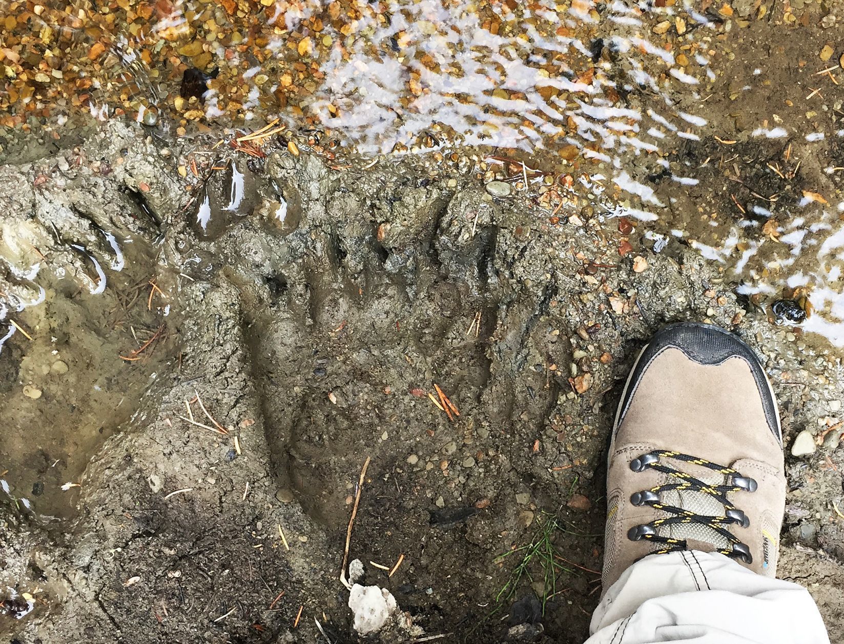 Bear track